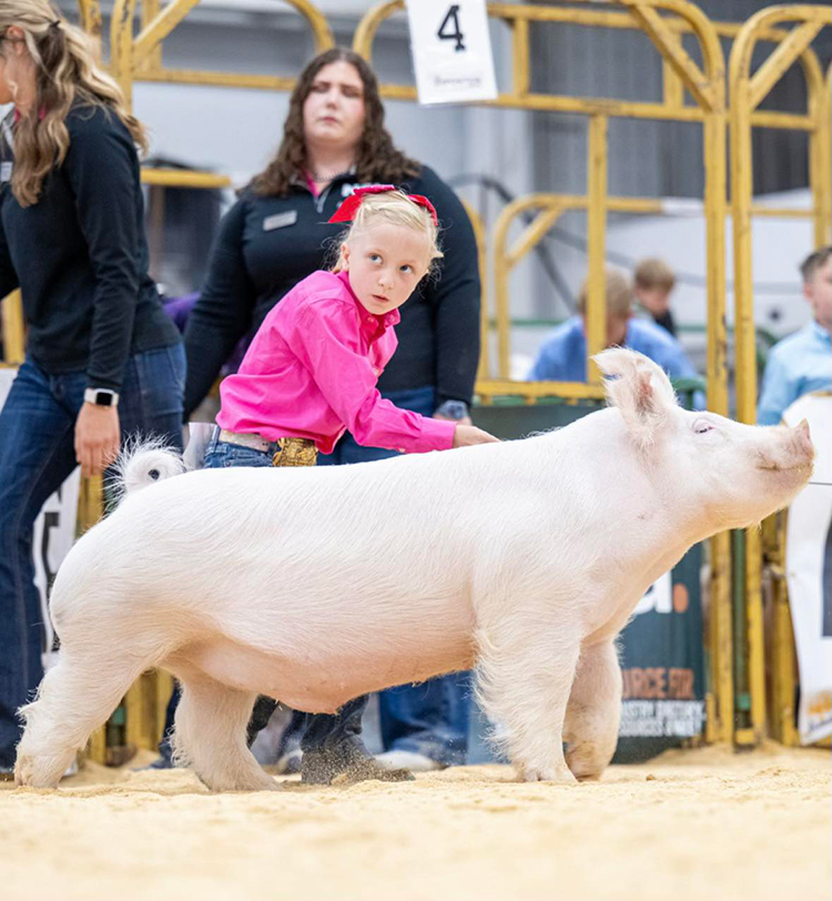 1st Place Class 1 Yorkshire Barrow – 2025 The Exposition