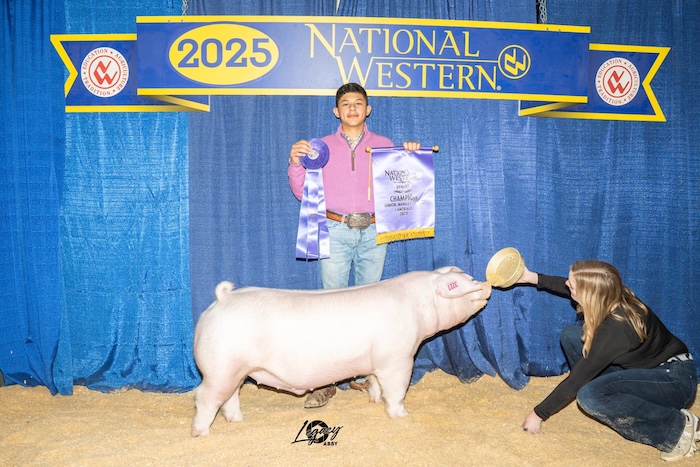 Champion Landrace Market Hog – 2025 National Western Stock Show