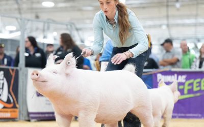 1st Place Class 4 Yorkshire Gilt – 2025 The Exposition