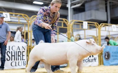1st Place Class 2 Chester Gilt – 2025 The Exposition