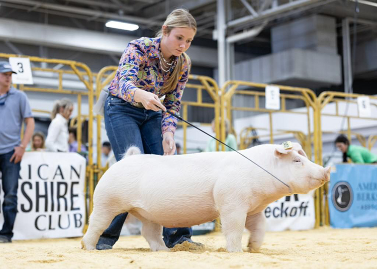 1st Place Class 2 Chester Gilt – 2025 The Exposition
