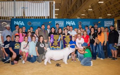 3rd Overall Purebred Barrow & Champion Yorkshire – 2025 The Exposition