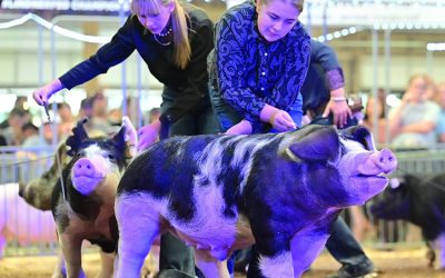 Champion Spot Barrow – 2025 Ohio State Fair