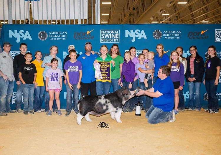 Reserve Champion Spot Barrow – 2025 The Exposition