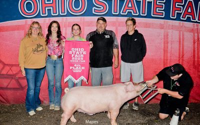 4th Overall Landrace Barrow – 2025 Ohio State Fair