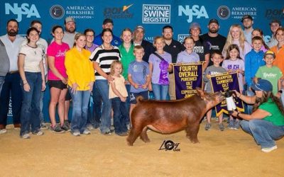 4th Overall Gilt & Champion Tamworth – 2025 The Exposition