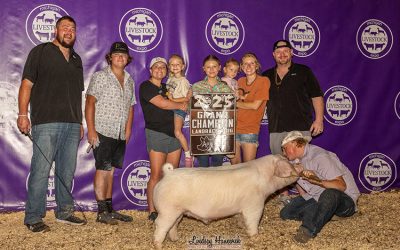 Champion Landrace Market Hog – 2025 Michigan Livestock Expo