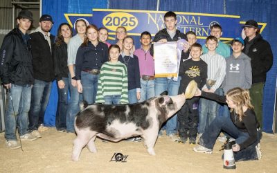 Reserve Champion Spot Market Hog – 2025 National Western Stock Show
