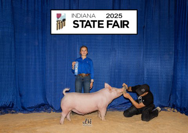 4th Overall Division 1 Yorkshire Barrow – 2025 Indiana State Fair