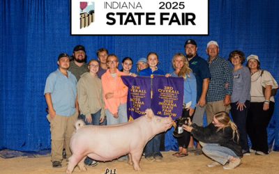 5th Overall Yorkshire Gilt – 2025 Indiana State Fair