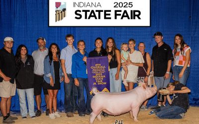 4th Overall Division 2 Yorkshire Gilt – 2025 Indiana State Fair