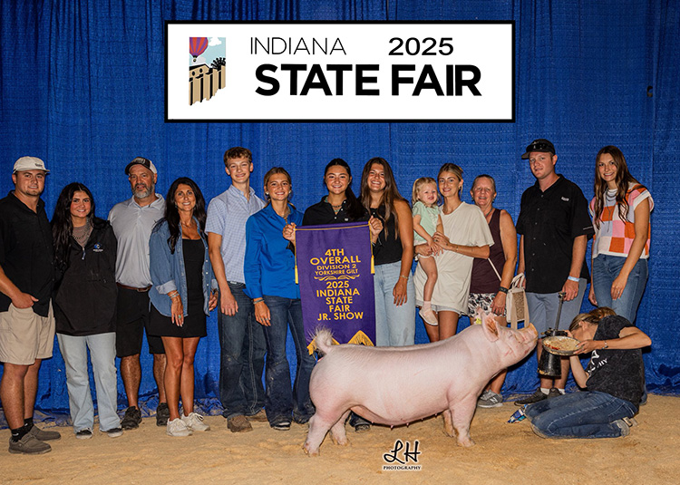 4th Overall Division 2 Yorkshire Gilt – 2025 Indiana State Fair