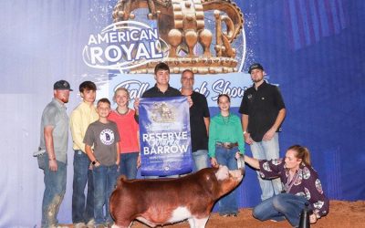 Reserve Champion AOB Barrow – 2025 American Royal