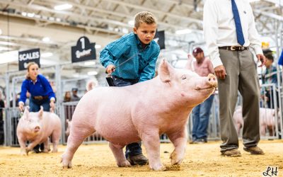 1st Place Yorkshire Barrow – 2025 Indiana State Fair