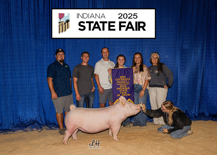 4th Overall Division 1 Yorkshire Gilt – 2025 Indiana State Fair