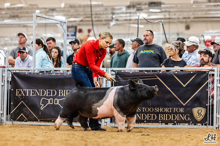 1st Place Dark Cross Gilt – 2025 Indiana State Fair