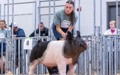 4th Overall Division 2 FFA Crossbred Barrow – 2025 Nebraska State Fair