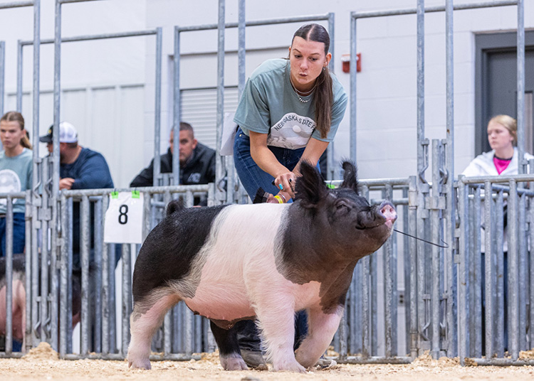 4th Overall Division 2 FFA Crossbred Barrow – 2025 Nebraska State Fair