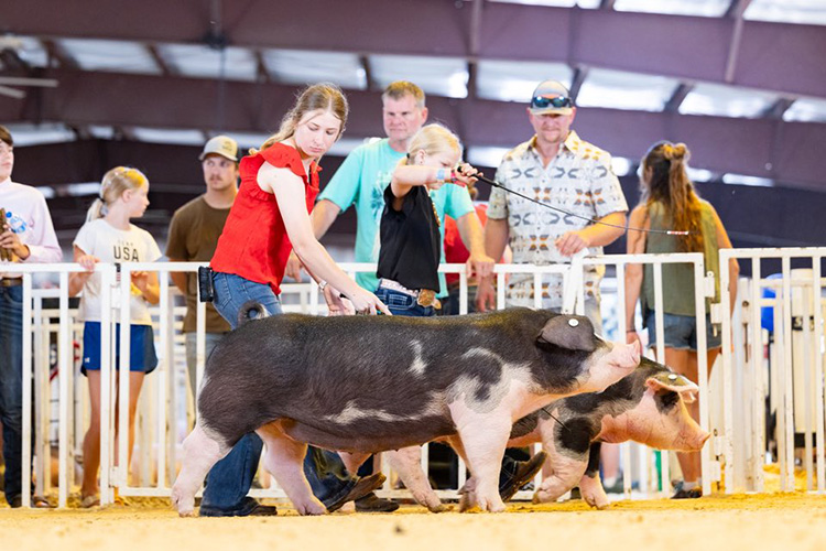 3rd Overall Spot Gilt – 2025 North Dakota State Fair