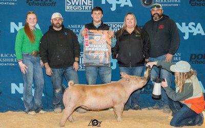 Reserve Champion Tamworth Gilt – 2025 NJSA Western Regional