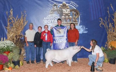 Champion Landrace Barrow – 2025 American Royal