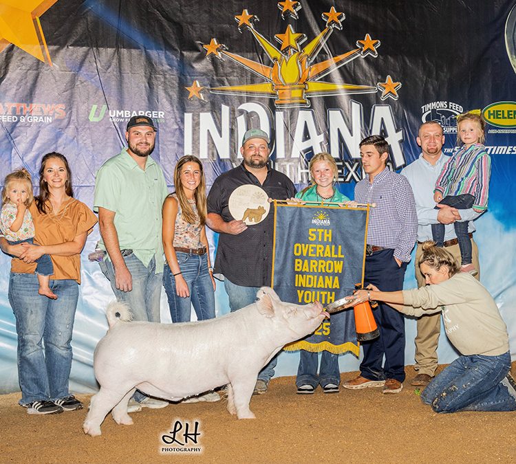 5th Overall Barrow & Reserve Champion Yorkshire – 2025 Indiana Youth Expo