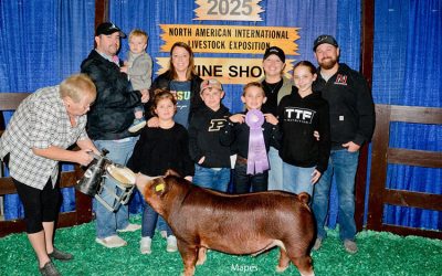Reserve Champion Hereford Market Hog – 2025 NAILE