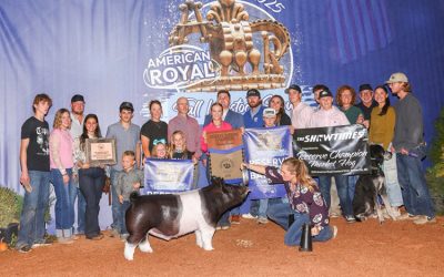 Reserve Grand Overall Barrow & Reserve Crossbred  – 2025 American Royal