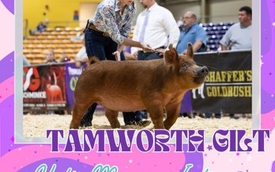 Reserve Champion Tamworth Gilt – 2025 TP Music City Drive Regional