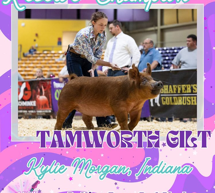 Reserve Champion Tamworth Gilt – 2025 TP Music City Drive Regional