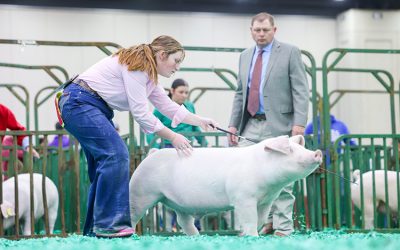 Reserve Champion Landrace Market Hog – 2025 NAILE
