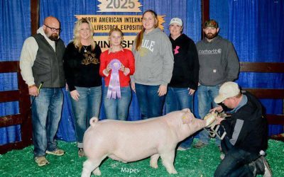 Reserve Champion Chester Market Hog – 2025 NAILE