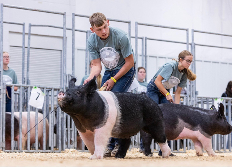 Reserve Division 2 FFA Crossbred Market Gilt – 2025 Nebraska State Fair