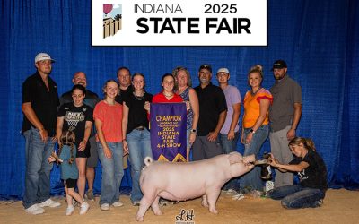 Champion Landrace Gilt – 2025 Indiana State Fair