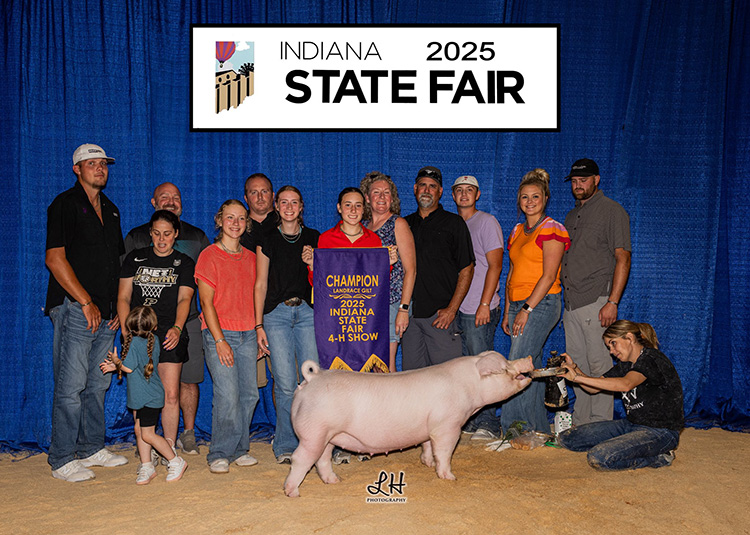 Champion Landrace Gilt – 2025 Indiana State Fair