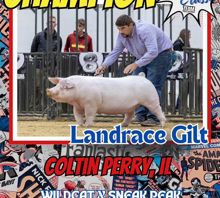 Champion Landrace Gilt – 2025 TP Junior Classic