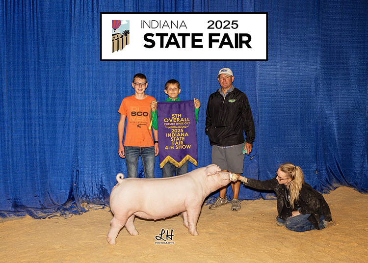 5th Overall Chester Gilt – 2025 Indiana State Fair