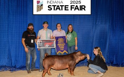 3rd Overall Division 2 Duroc Gilt – 2025 Indiana State Fair