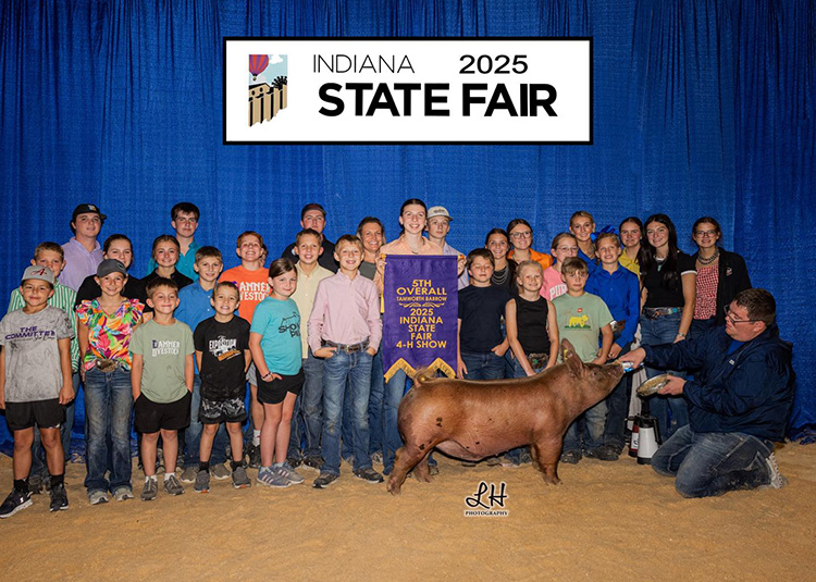 5th Overall Tamworth Barrow – 2025 Indiana State Fair