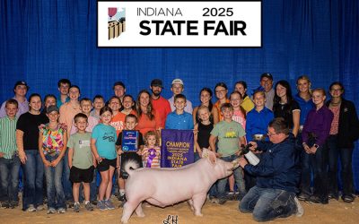 Champion Yorkshire Barrow – 2025 Indiana State Fair