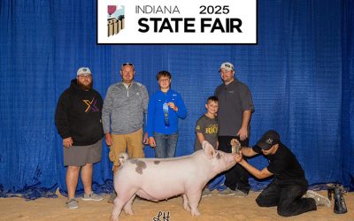 1st Place Light Cross Barrow – 2025 Indiana State Fair