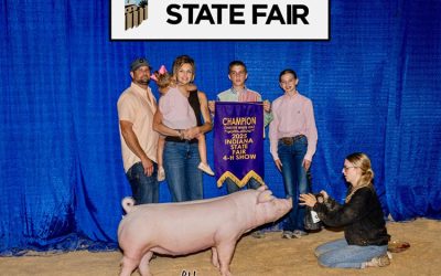 Champion Chester Gilt – 2025 Indiana State Fair