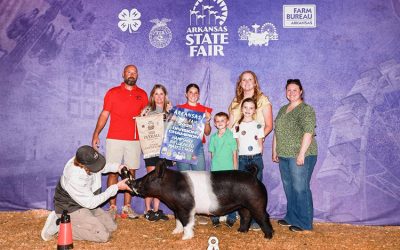3rd Overall Market Hog & Champion Hampshire – 2025 Arkansas State Fair