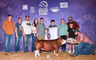 Reserve Champion Hereford Gilt – 2025 Arkansas State Fair