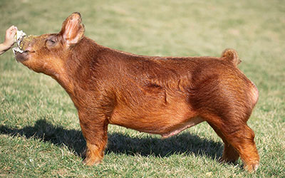 Scooby